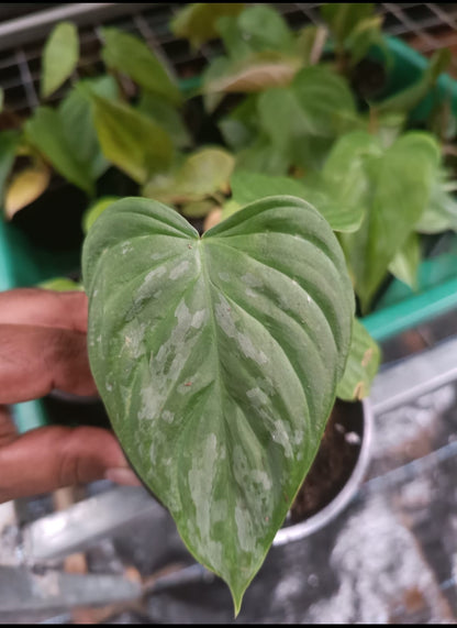 Philodendron - Majestic plant