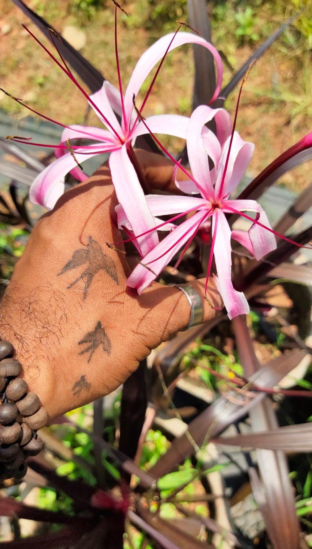 Black Lily bulb with plant