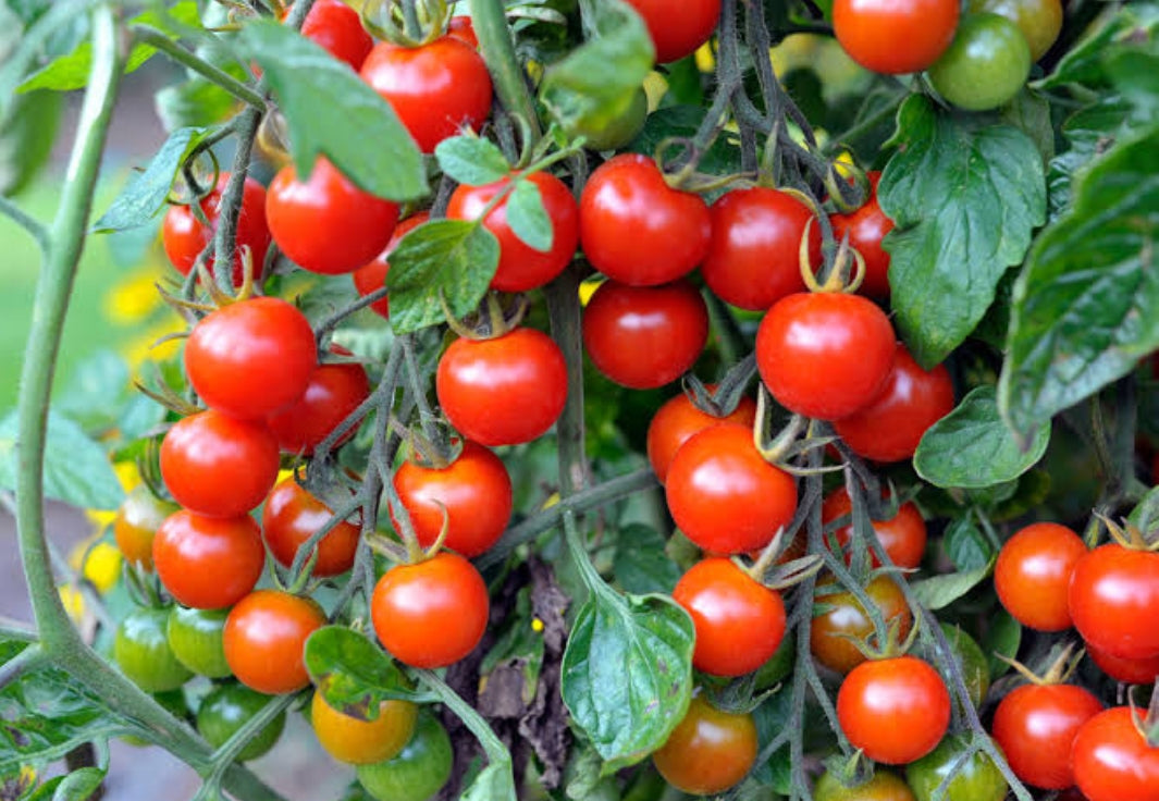 Tomato Cherry F1 vegitable seeds