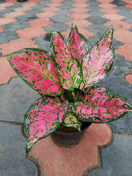 Aglonima Pink Valantine (Not tissue)