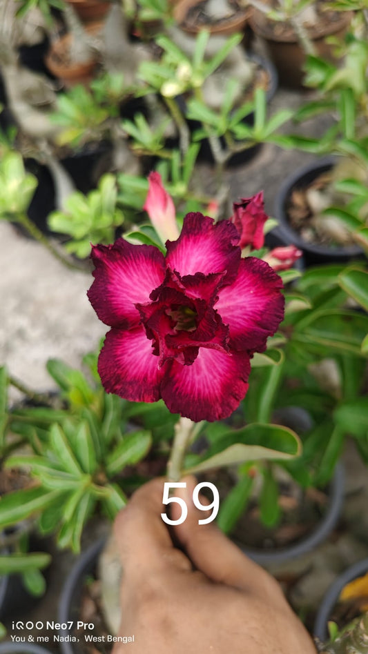 Adnium plant florist light pink red colour