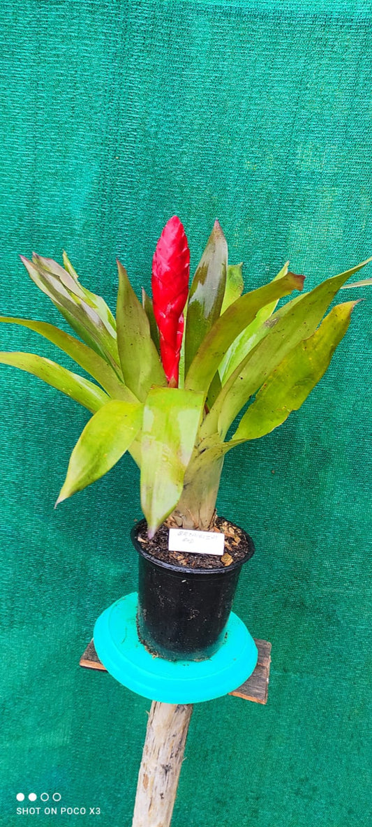 Bromeliads Red