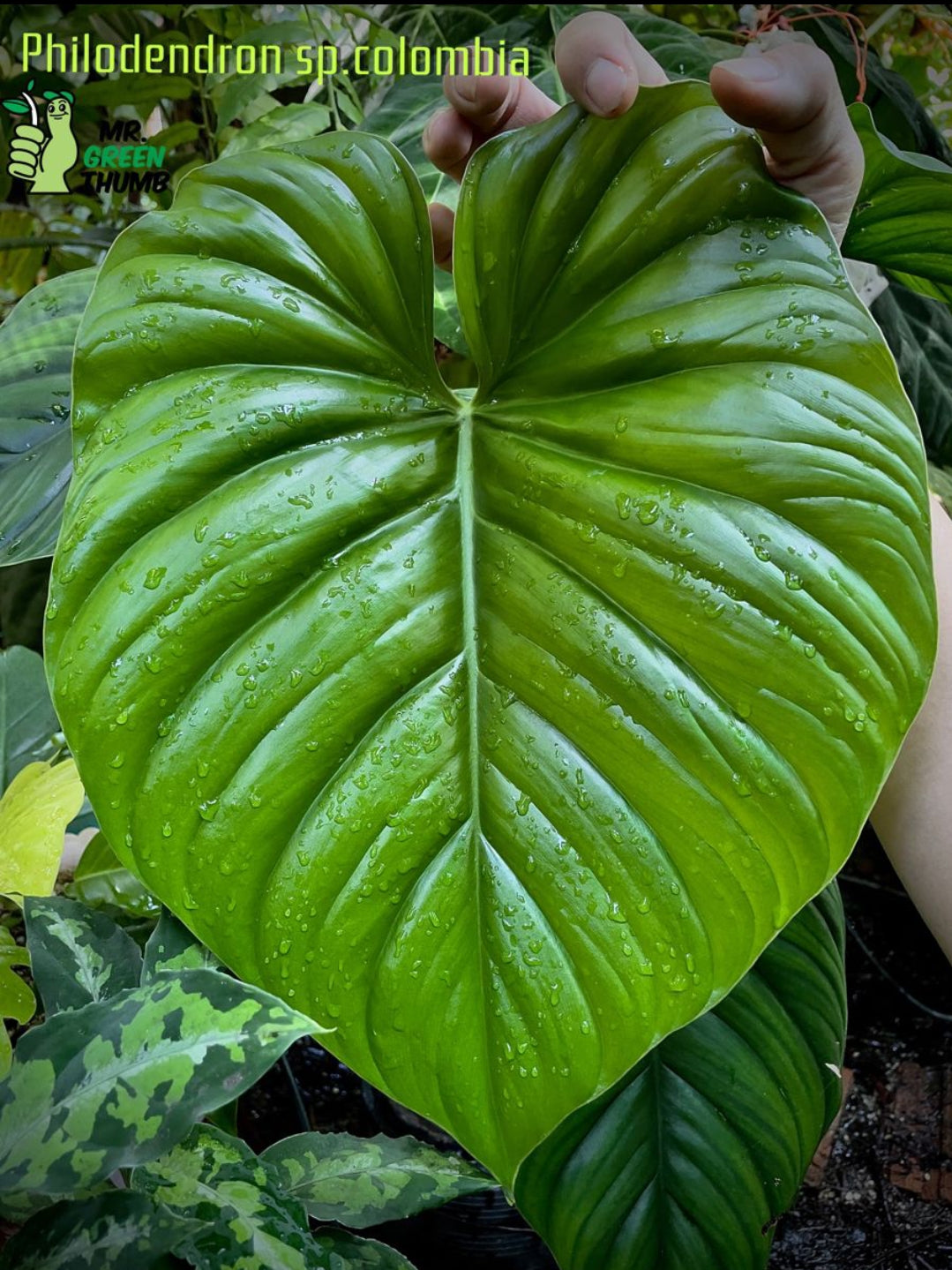 Philodendron Colombia SP Plant| Indoor plants