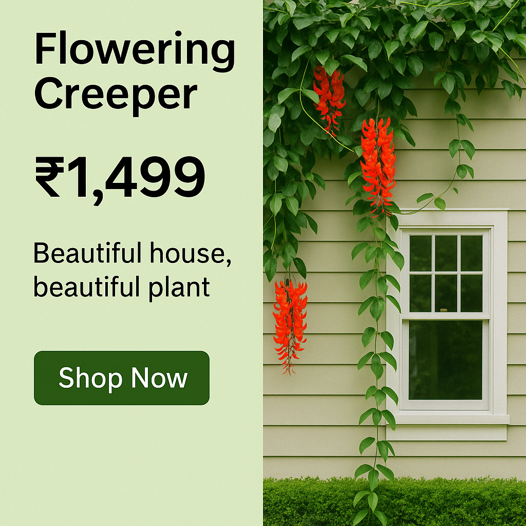 Red jade Vine flowering creeper plant for Indian garden by Ashiyana Store