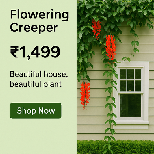 Red jade Vine flowering creeper plant for Indian garden by Ashiyana Store