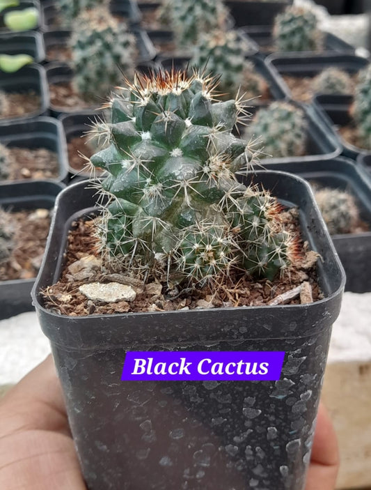 Black Cactus 5