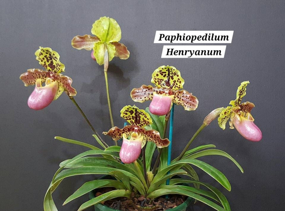 Paphiopedilum Henryanum