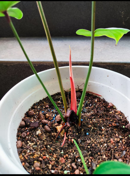 Philodendron Lynami Plant