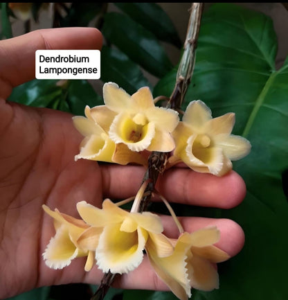 Dendrobium Lampongense