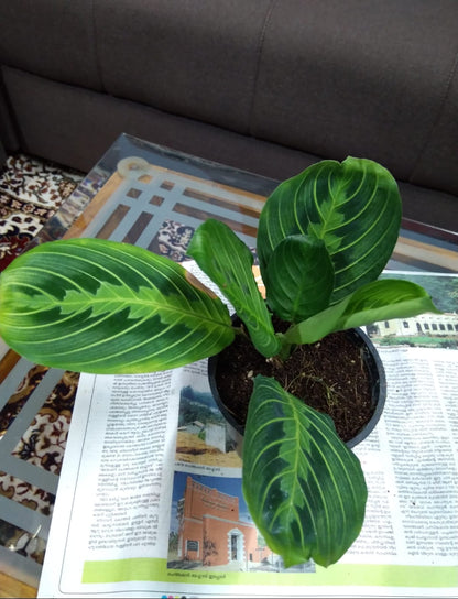 Maranta Lemon Lime Plant