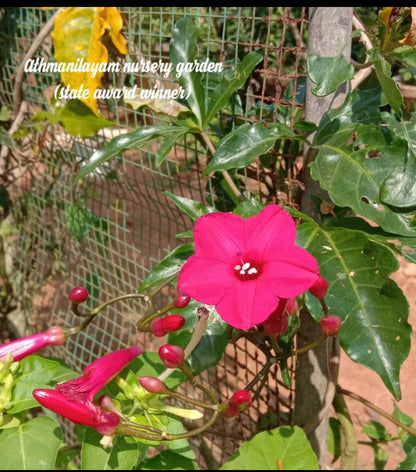 Ipomoea horstifolliae