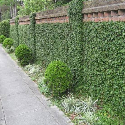 Chipkali Bel Climber & Creeper plant | Ficus Repens | Creeping Fig
