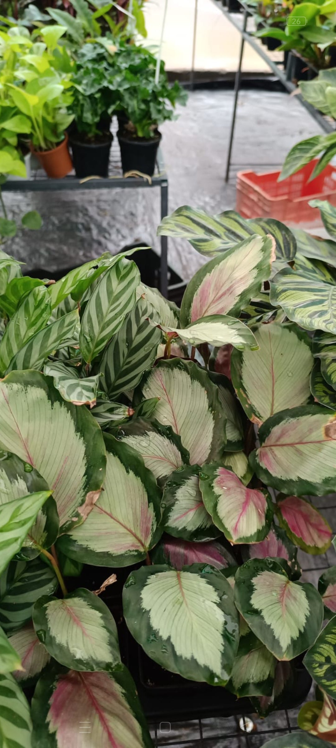 Calathea Rosy Plant