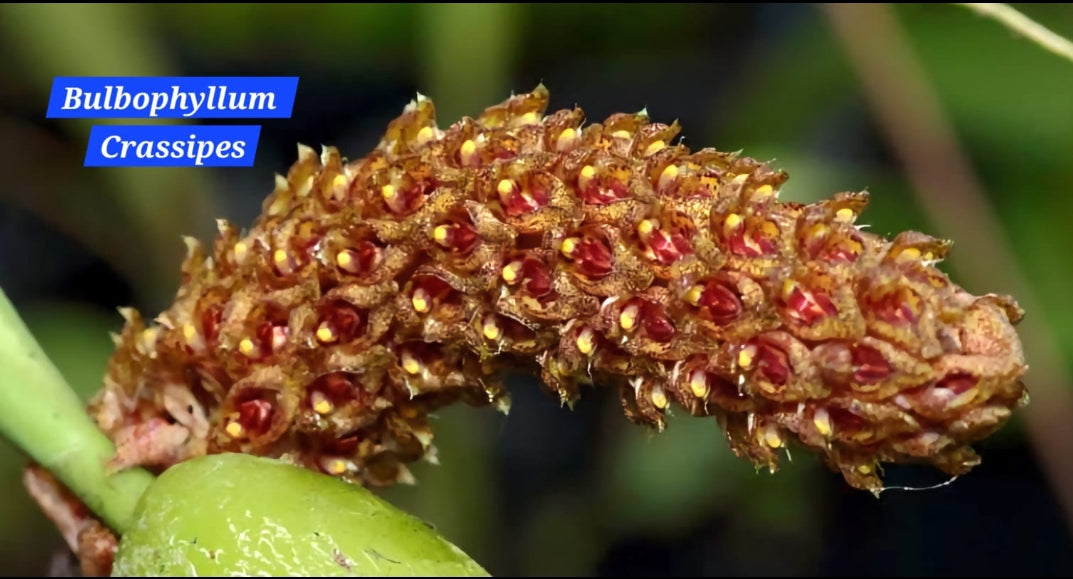 Bulbophyllum Crassipes