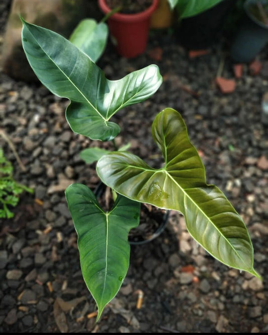 Lupium philodendron plant