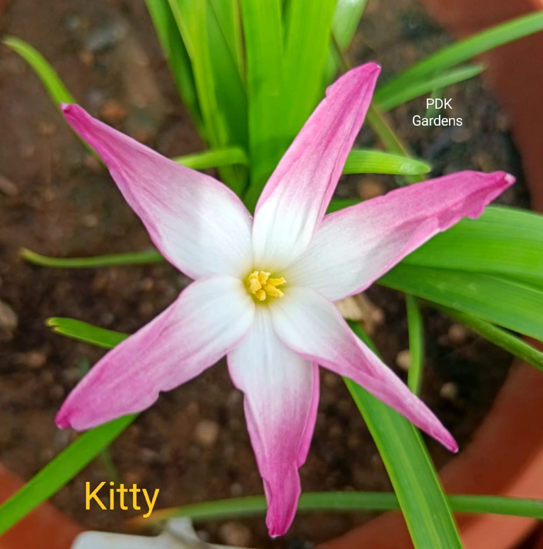 Kitty rain Lily bulb