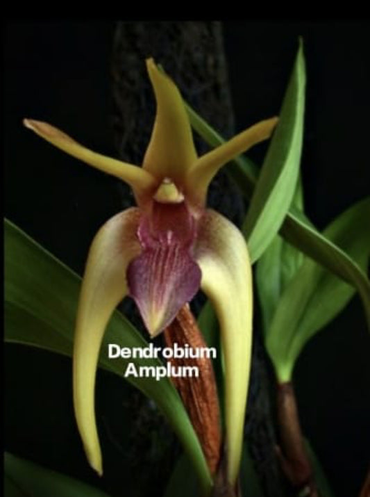 Dendrobium Amplum