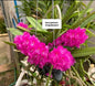 Ascocentrum Ampullacum