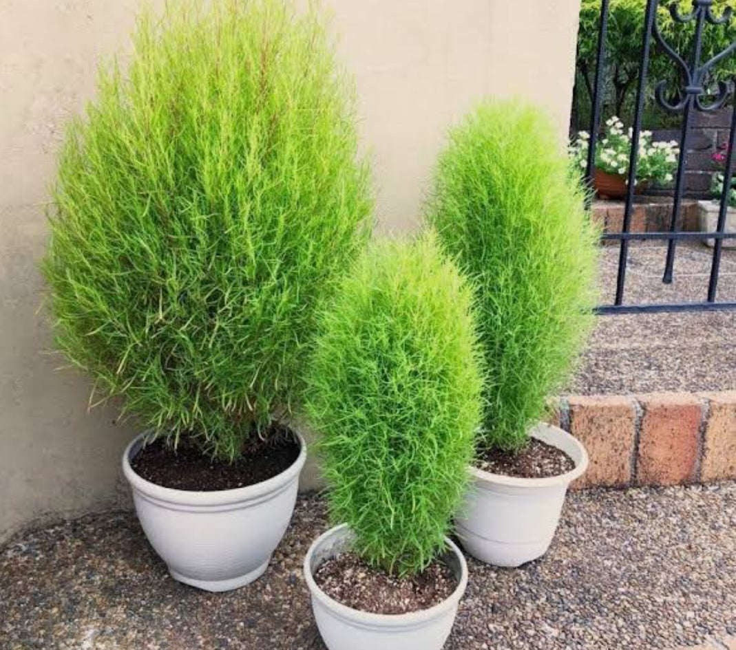 Kochia seeds summer Flower seeds