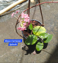 Hoya Carnosa Splash