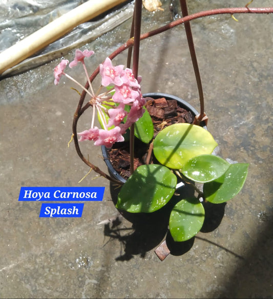 Hoya Carnosa Splash