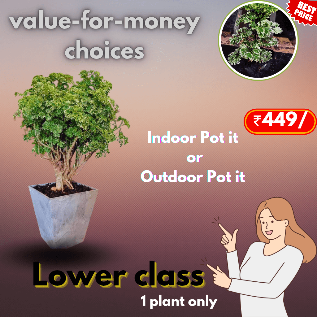 Best suggestion staring at 299