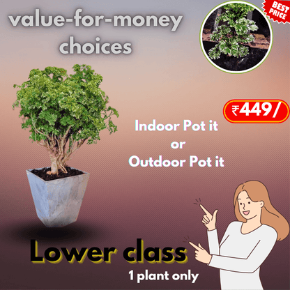 Best suggestion staring at 299