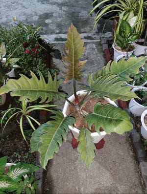 Philodendron choco empress plant| Indoor plants – ASHIYANA STORE
