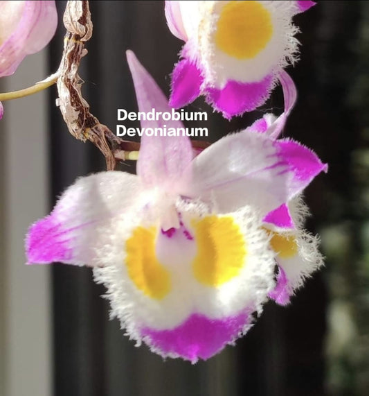 Dendrobium Devonianum