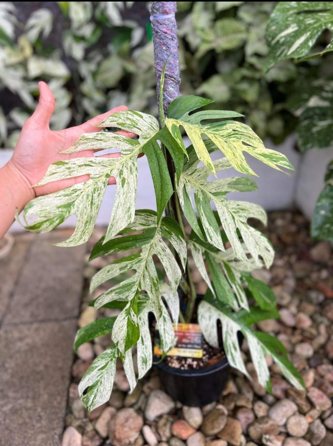 Epipremnum Pinnatum Marble Veriegated Plant (Semishade marble King)