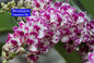 Rhynchostylis White pink Fragrance Orchid 4