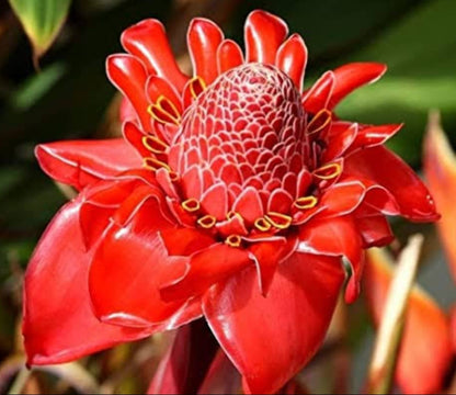 Red torch ginger plant