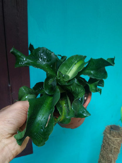 Dracena Tornado (Indoor plants)