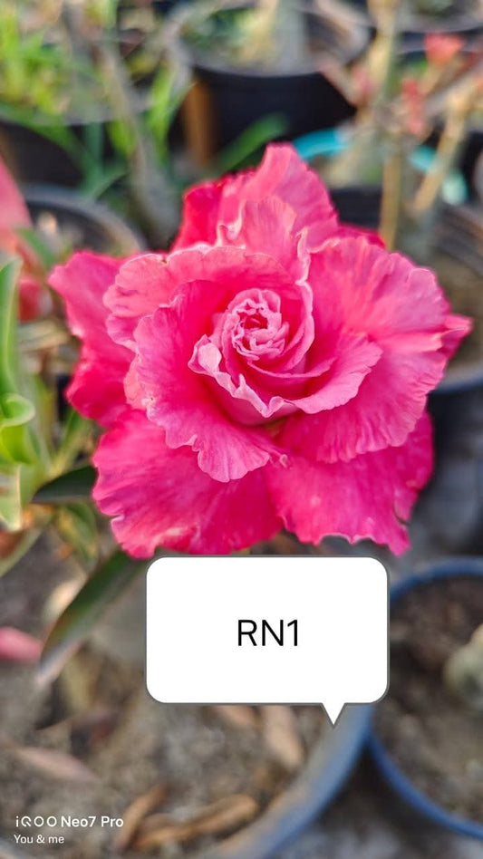 Adenium plant (desert rose) light pink dark pink white stripe colour flower