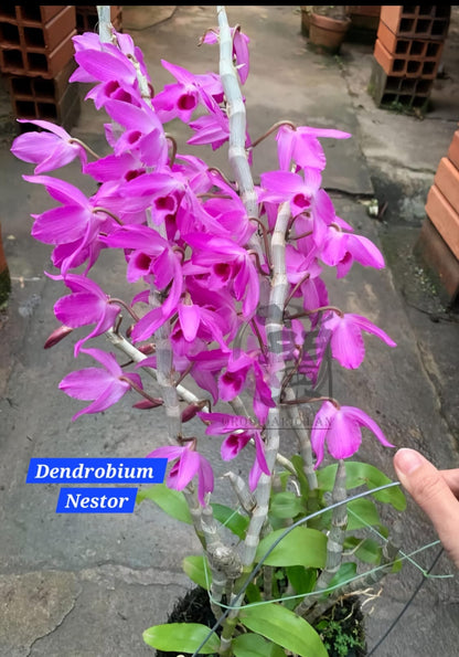 Dendrobium Nestor