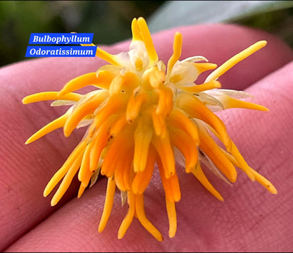 Bulbophyllum Odoratissimum