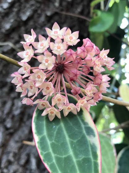 Hoya Macrophylla (Semishade)