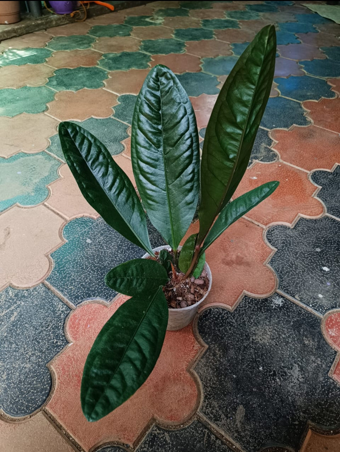 Anthurium Superbum Dark Narrow Form (Semishade)