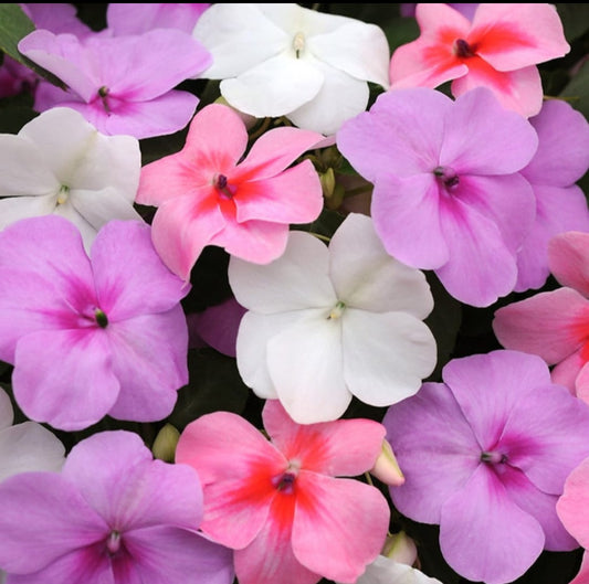 Impatiens Baby mix winter Flower seeds