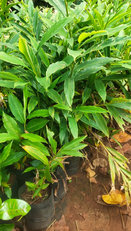 Alpine Ginger white