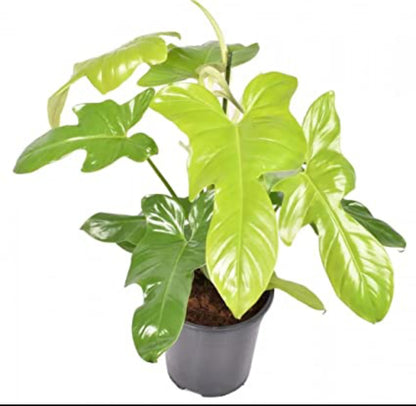 Golden Violin philodendron plant