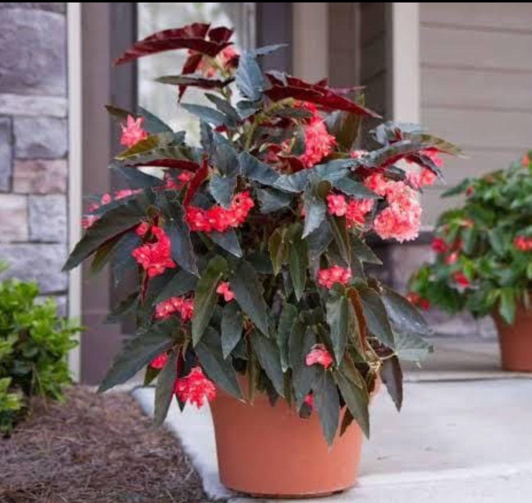 Begonia -4 (Outdoor Plant)