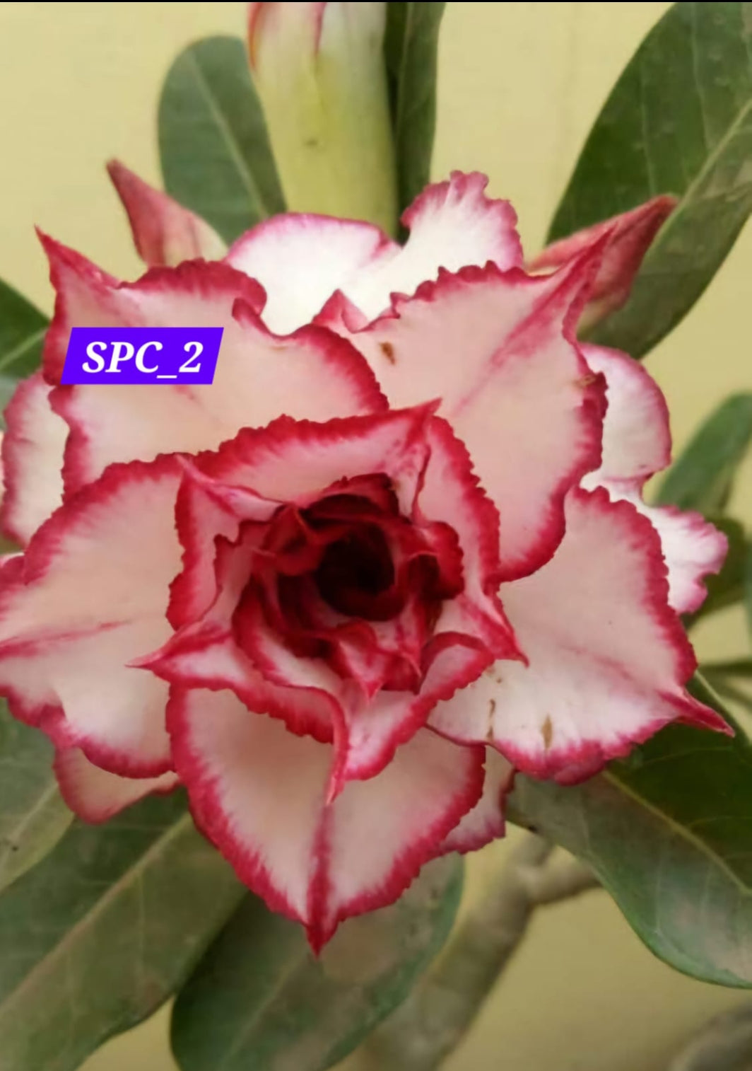 Adenium white light red 2