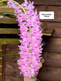 Rhynchostylis Retusa/Foxtail