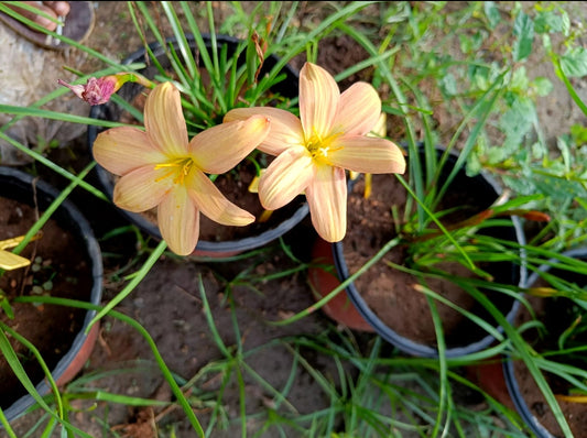 Golden mango rare Rain Lily bulb