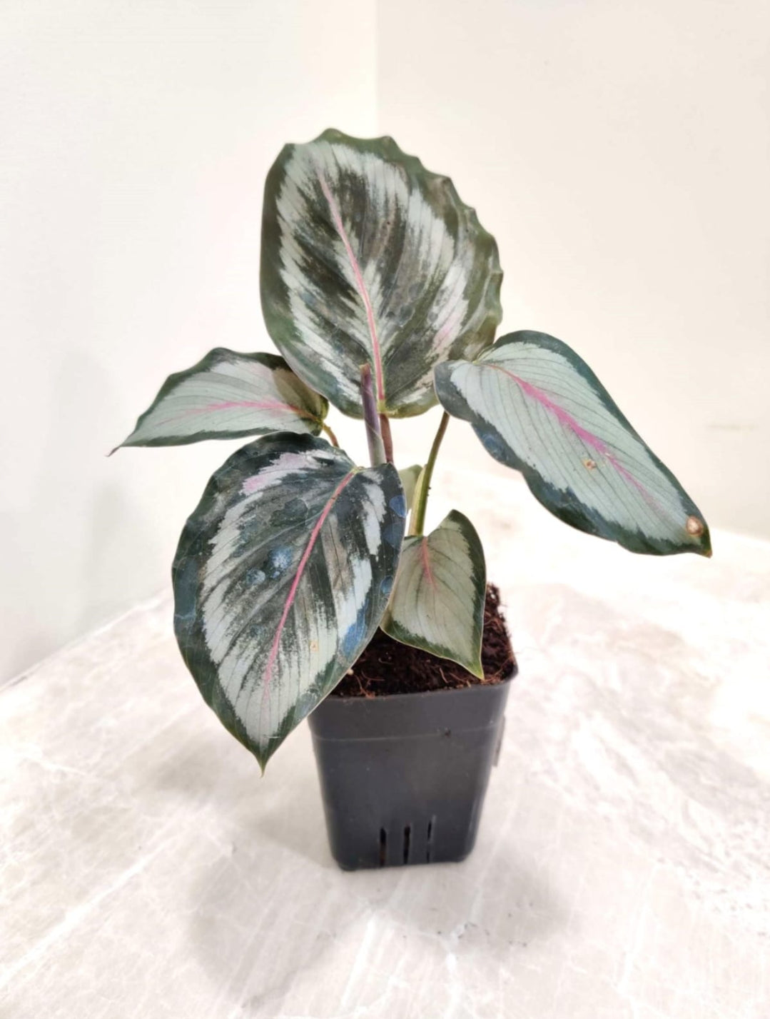 Calathea Roseopicta Marion