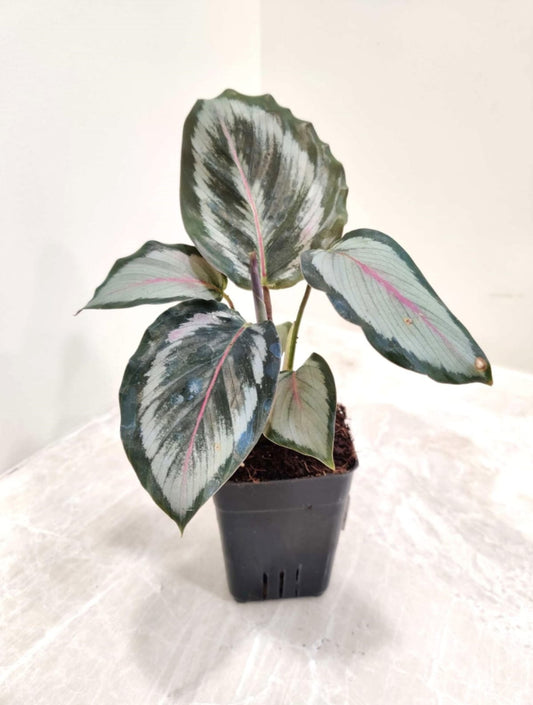 Calathea Roseopicta Marion