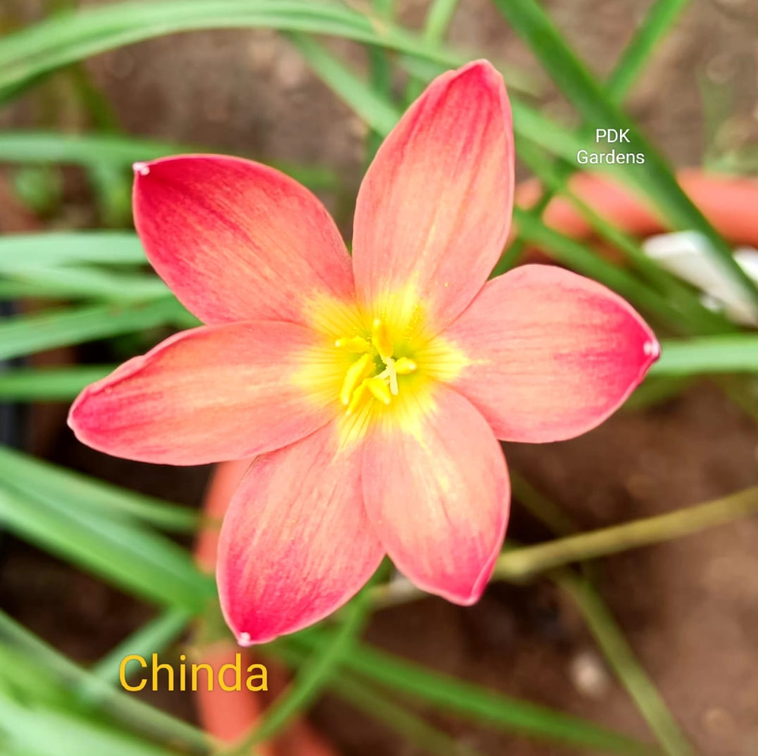 China rain rain Lily bulb