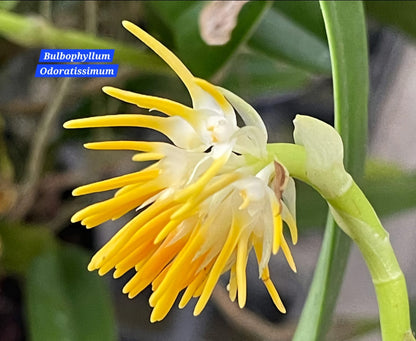 Bulbophyllum Odoratissimum