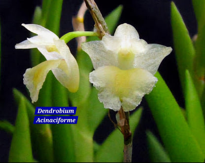 Dendrobium Acinaciforme